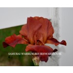 Samurai Warrior Iris