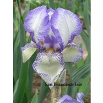 San Francisco Iris 1927