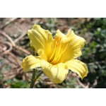 Sandra Elizabeth Daylily