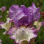Sangone Iris