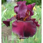 Saturday Night Live Iris