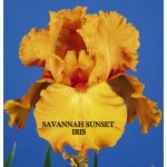Savannah Sunset Iris