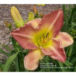 Savoy Daylilly