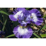 Sombody Loves Me Siberian Iris