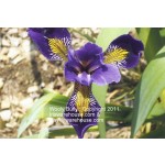 Wooly Bully (Versata) Iris