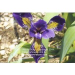 Wooly Bully (Versata) Iris