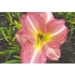Becky Lynn Daylily