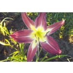 Carolispider Daylily