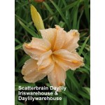 Scatterbrain Daylily