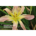 Scrambled Legs Daylily