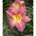 Second Hand Rose Daylily
