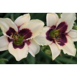 Second Horizon Daylily