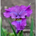 See Ya Later Siberian Iris