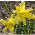 September Winner Daylily