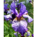 Shaker's Prayer Siberian Iris