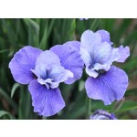 Shall We Dance Siberian Iris