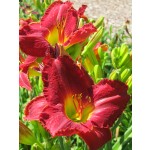 Sherwood Chief Daylily