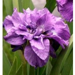 Imperial Opal Siberian Iris