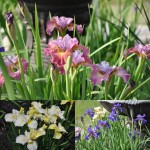 Siberian Noid Irises
