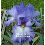 Silhouette Iris