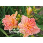 Siloam Double Coral Daylily