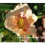 Siloam Dream Baby Daylily