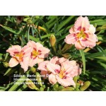 Siloam Merle Kent Daylily