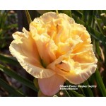Siloam Peony Display Daylily