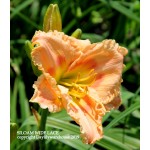 Siloam Wide Lace Daylily