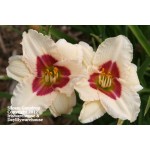 Siloam Gumdrop Daylily