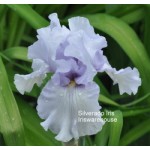 Silverado Iris