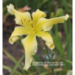 Simplicity in Motion Daylily