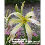 Skinwalker Daylily