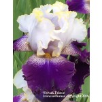 Slovak Prince Iris