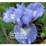 Snitch Iris