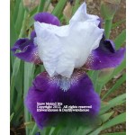 Snowmound Iris