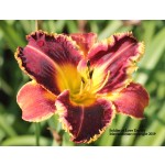 SOLDIER OF LOVE DAYLILY