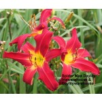 Spider Man Daylily