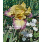 Spin Doctor Iris
