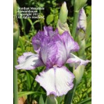 Stardust Memories iris