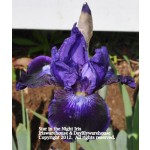 Star in the Night Iris