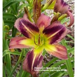 Starman's Quest Daylily
