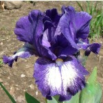 Starwoman Iris
