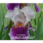 Stunning Iris