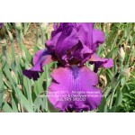 Sultry Mood Iris