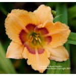 Summer Echoes Daylily