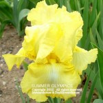 Summer Olympics Iris