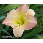 Super Mom Daylily