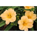 Super Ruffled Lace Daylily