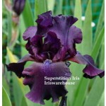 Superstition Iris
